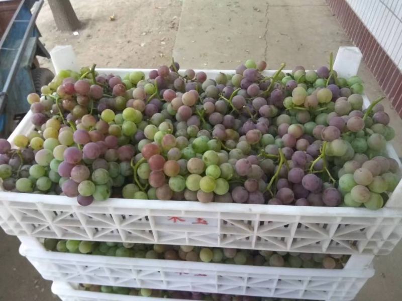 半青半红巨峰葡萄