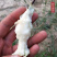 早酥红梨树苗嫁接大彩虹梨苗红皮香梨苗南北方种植盆栽地栽