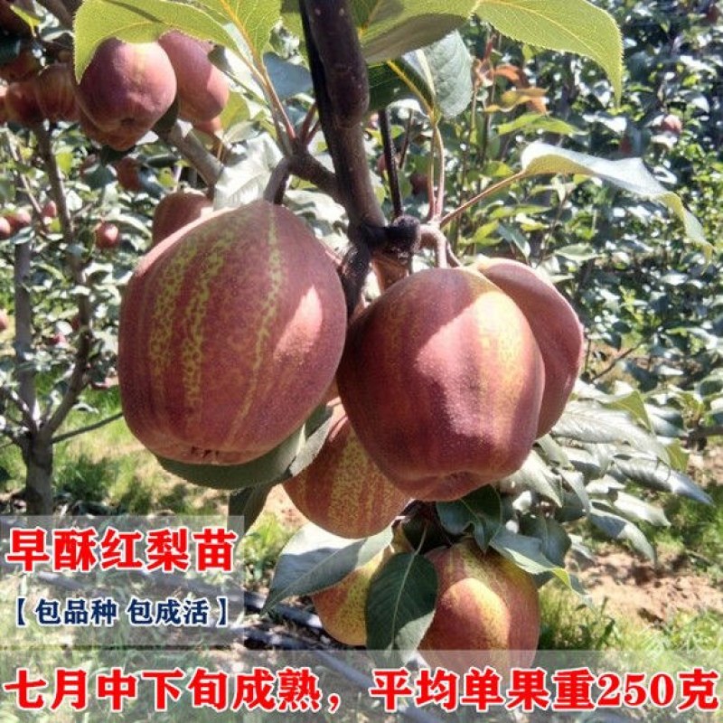 早酥红梨树苗嫁接大彩虹梨苗红皮香梨苗南北方种植盆栽地栽