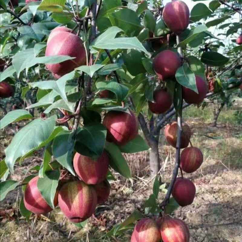 早酥红梨树苗嫁接大彩虹梨苗红皮香梨苗南北方种植盆栽地栽