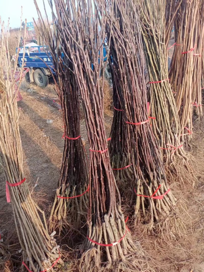 早酥红梨树苗嫁接大彩虹梨苗红皮香梨苗南北方种植盆栽地栽