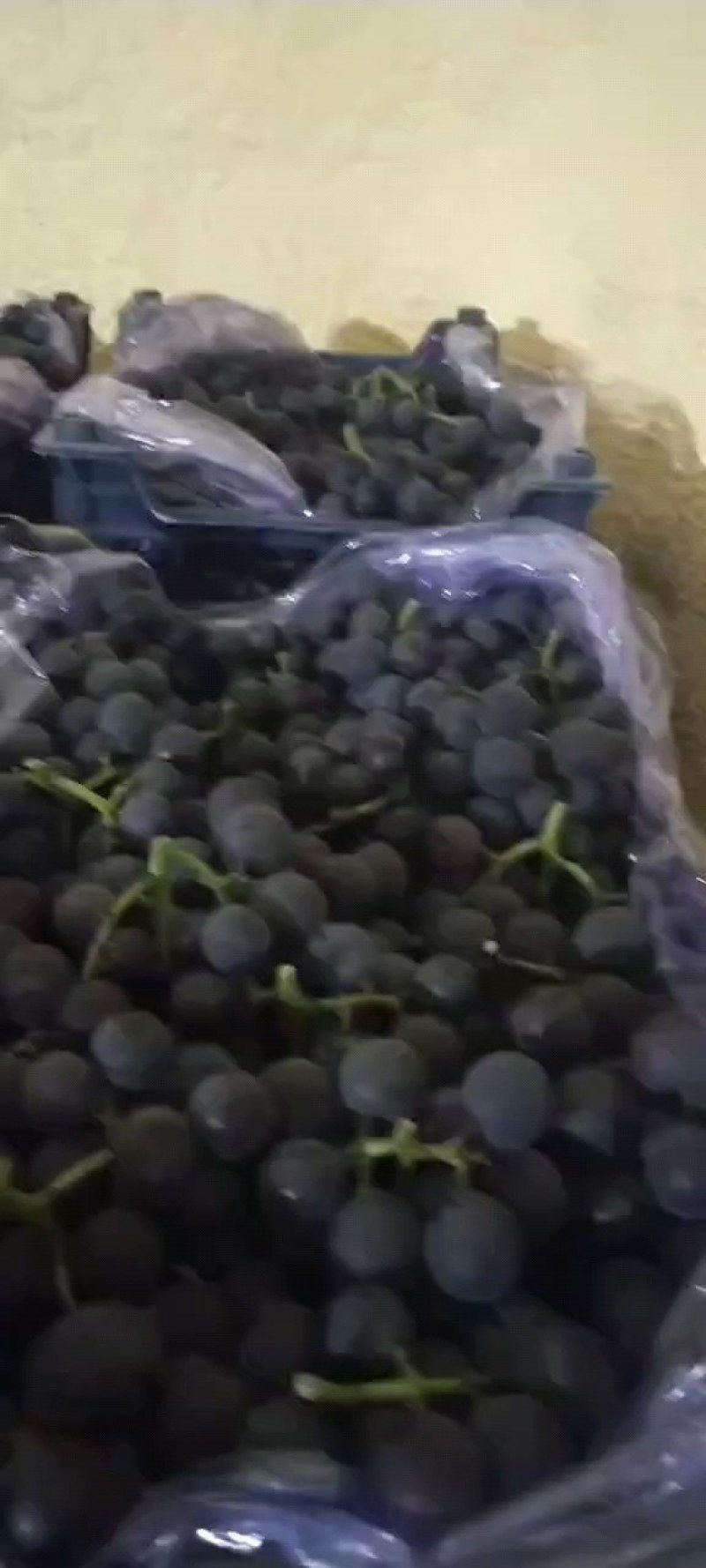 巨丰葡萄辽峰葡萄大量现货欢迎骚扰线上线下均可！