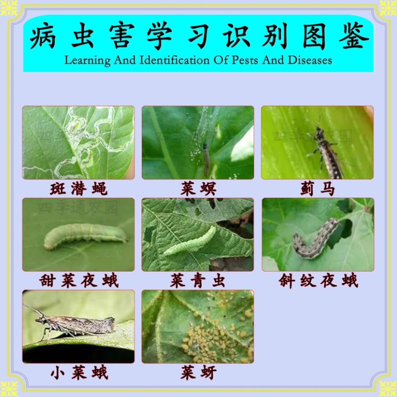 虫螨腈嘉绿元10%虫螨腈甘蓝小菜蛾农药杀虫剂
