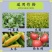 虫螨腈嘉绿元10%虫螨腈甘蓝小菜蛾农药杀虫剂
