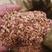 红油香椿苗请认准博林苗木专家培育保证品种，新品种博六品种