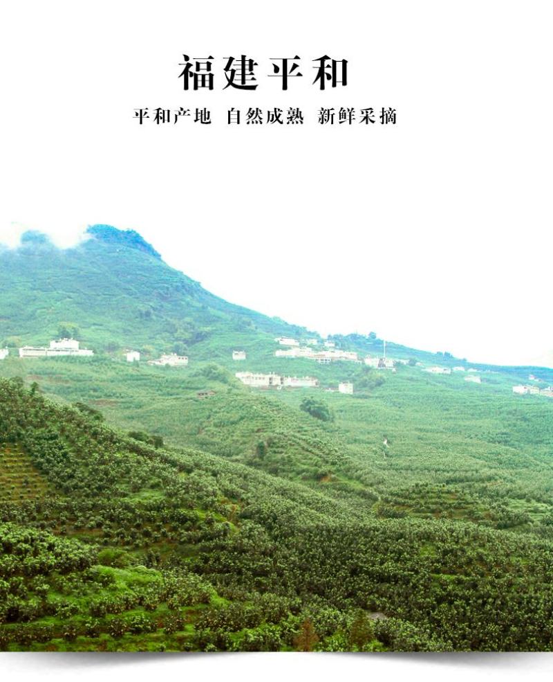 福建漳州平和红心红肉蜜柚基地代办一件代发