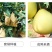 福建漳州平和红心红肉蜜柚基地代办一件代发