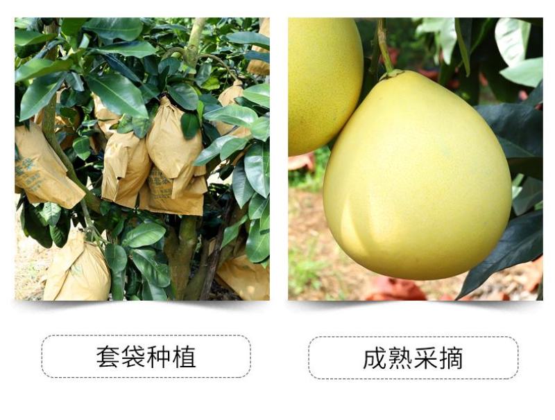 福建漳州平和红心红肉蜜柚基地代办一件代发