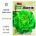 四季奶油生菜种子可生吃阳台盆栽夏季耐热蔬菜种籽农家生菜种