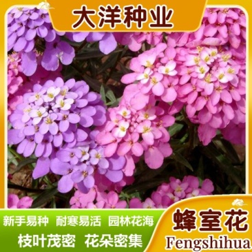 蜂室花种子矮生花卉庭院种植屈曲花景观花海绿化花卉种子