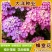 蜂室花种子矮生花卉庭院种植屈曲花景观花海绿化花卉种子
