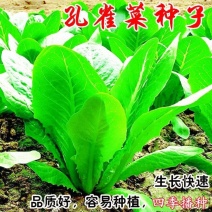 孔雀菜种子四季种生吃脆甜高营养直立生菜种子盆栽大田沙拉生