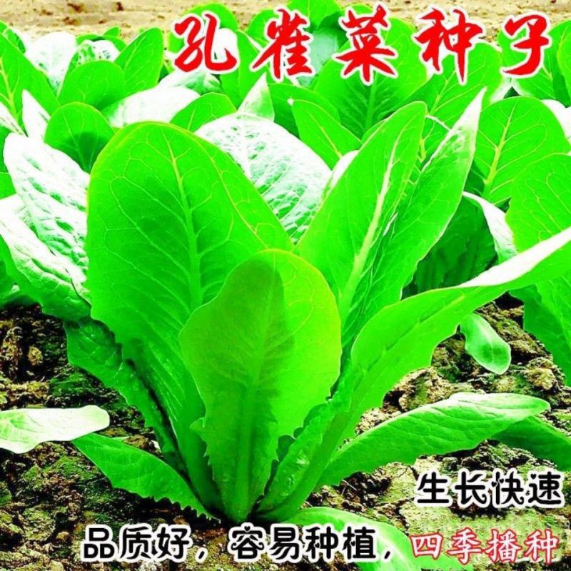 孔雀菜种子四季种生吃脆甜高营养直立生菜种子盆栽大田沙拉生