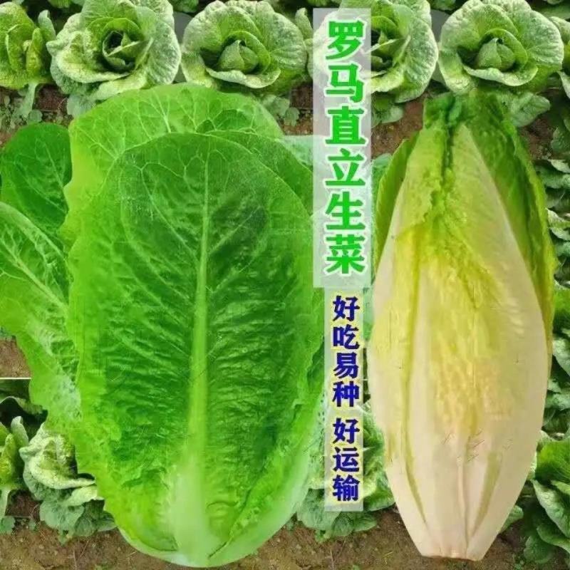 孔雀菜种子四季种生吃脆甜高营养直立生菜种子盆栽大田沙拉生