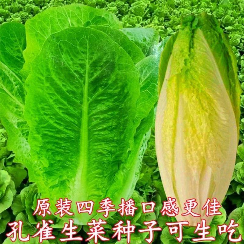 孔雀菜种子四季种生吃脆甜高营养直立生菜种子盆栽大田沙拉生