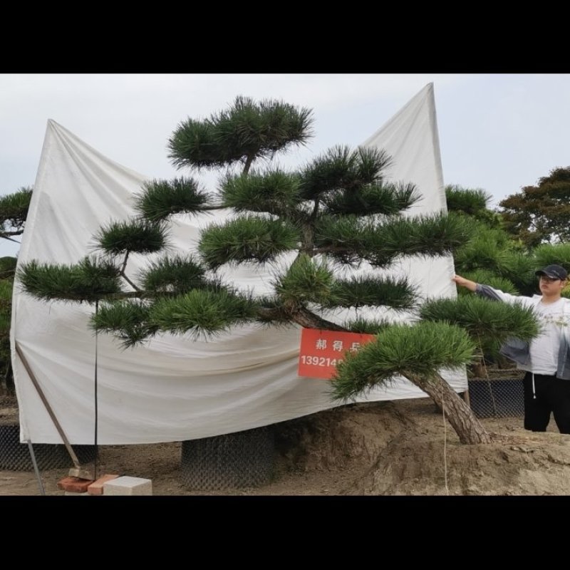 精品临水斜飘造型黑松