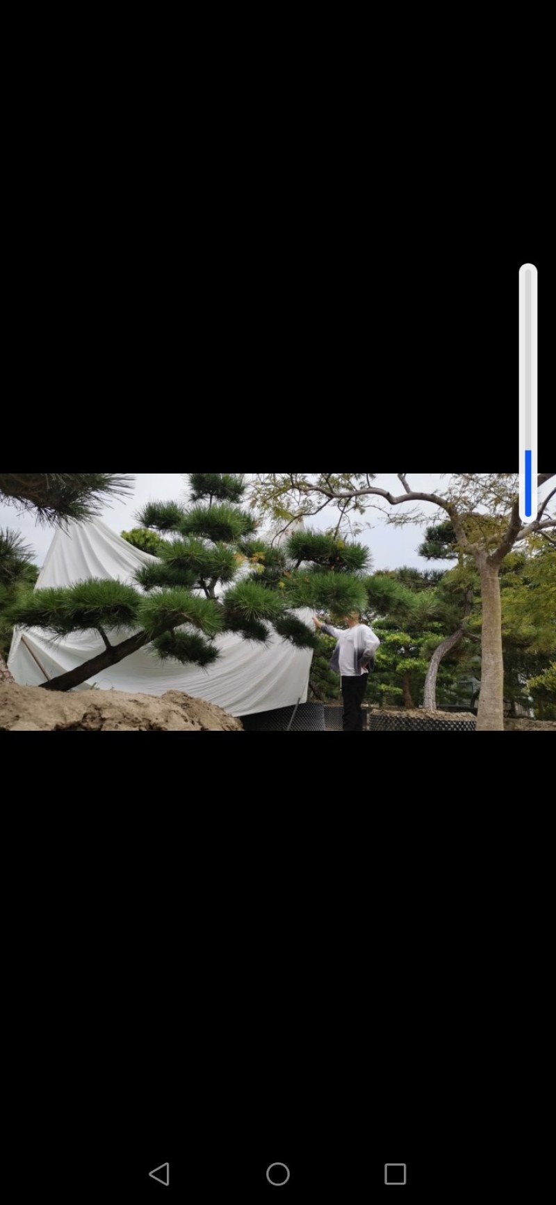 精品临水斜飘造型黑松