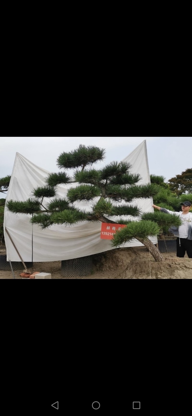 精品临水斜飘造型黑松