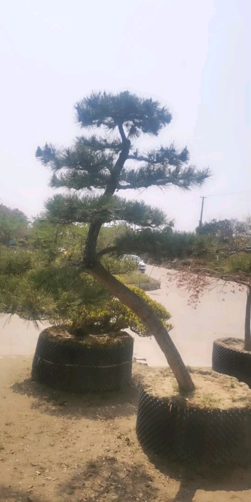精品临水斜飘造型黑松