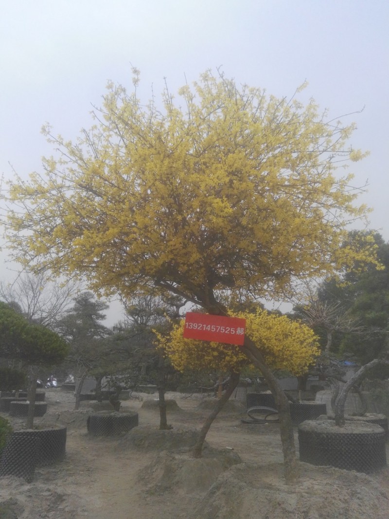 精品临水斜飘造型黑松