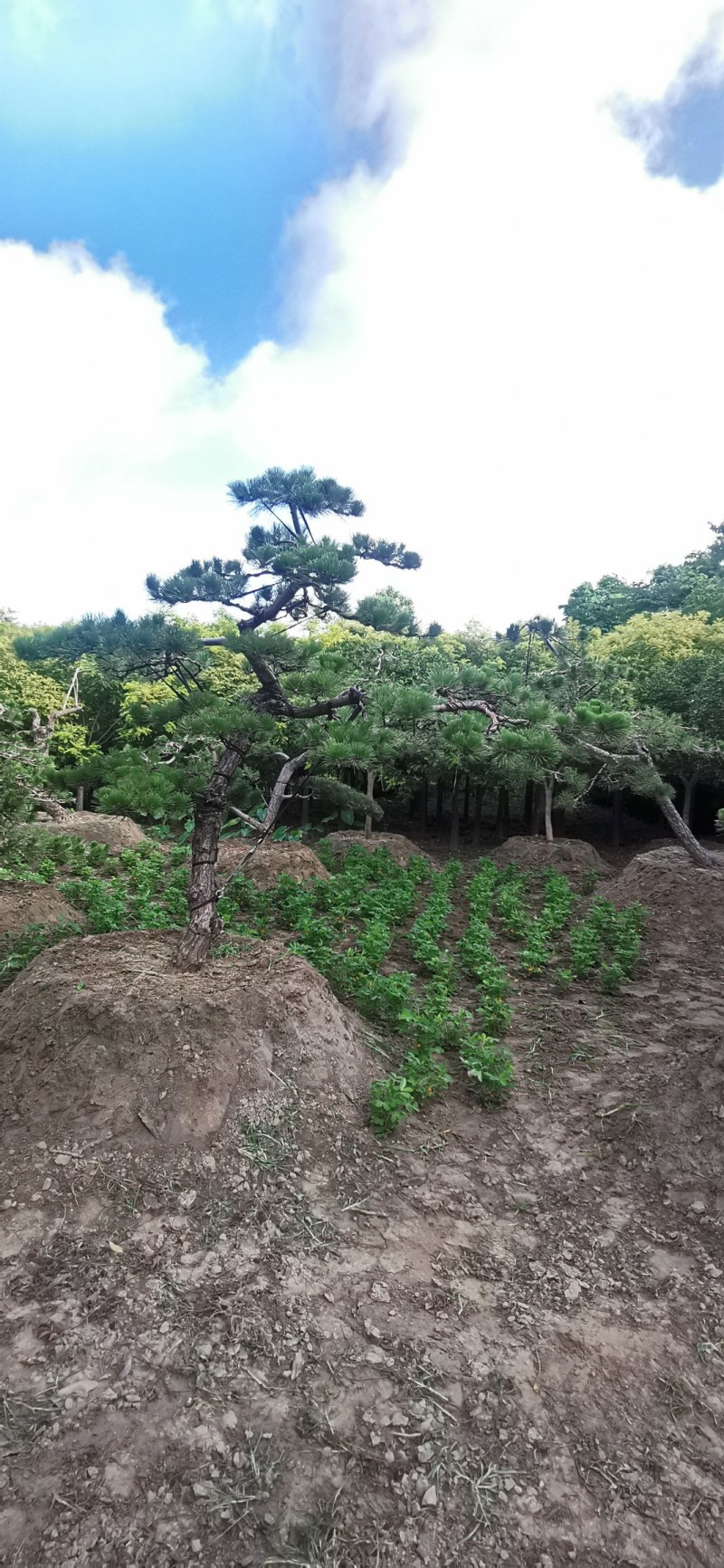 精品临水斜飘造型黑松