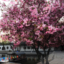 西府海棠花树苗南方北方室外庭院种植地栽耐寒花卉垂丝海棠