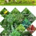 进口高丹草种子苏丹草牛羊多年生牧草种子鱼草籽四季牧草