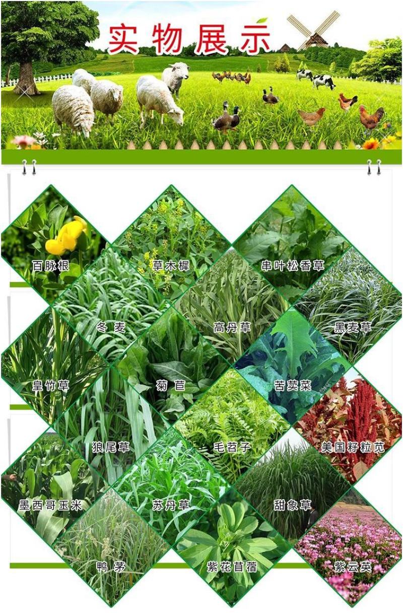 进口高丹草种子苏丹草牛羊多年生牧草种子鱼草籽四季牧草