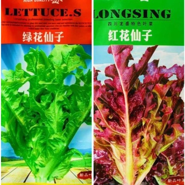 龙盛红花仙子绿话仙子特色菜种子口感好速生高产耐热四季菜籽