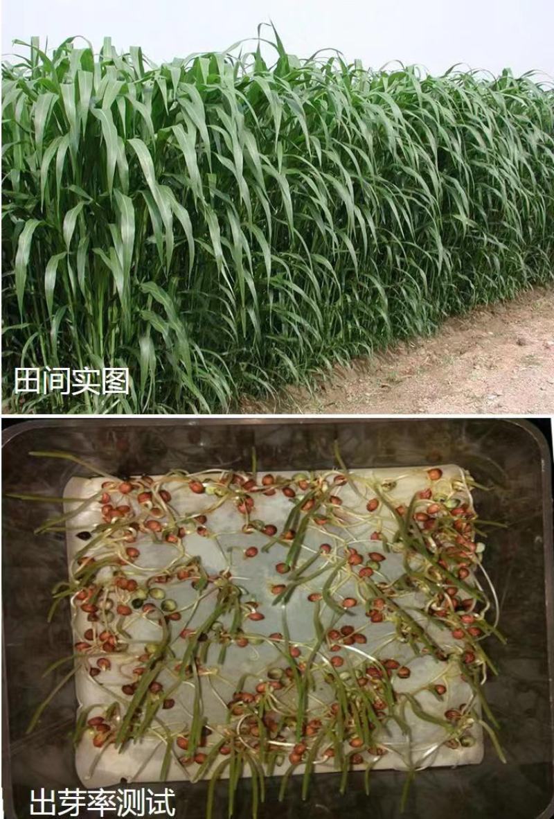 进口高丹草种子苏丹草牛羊多年生牧草种子鱼草籽四季牧草