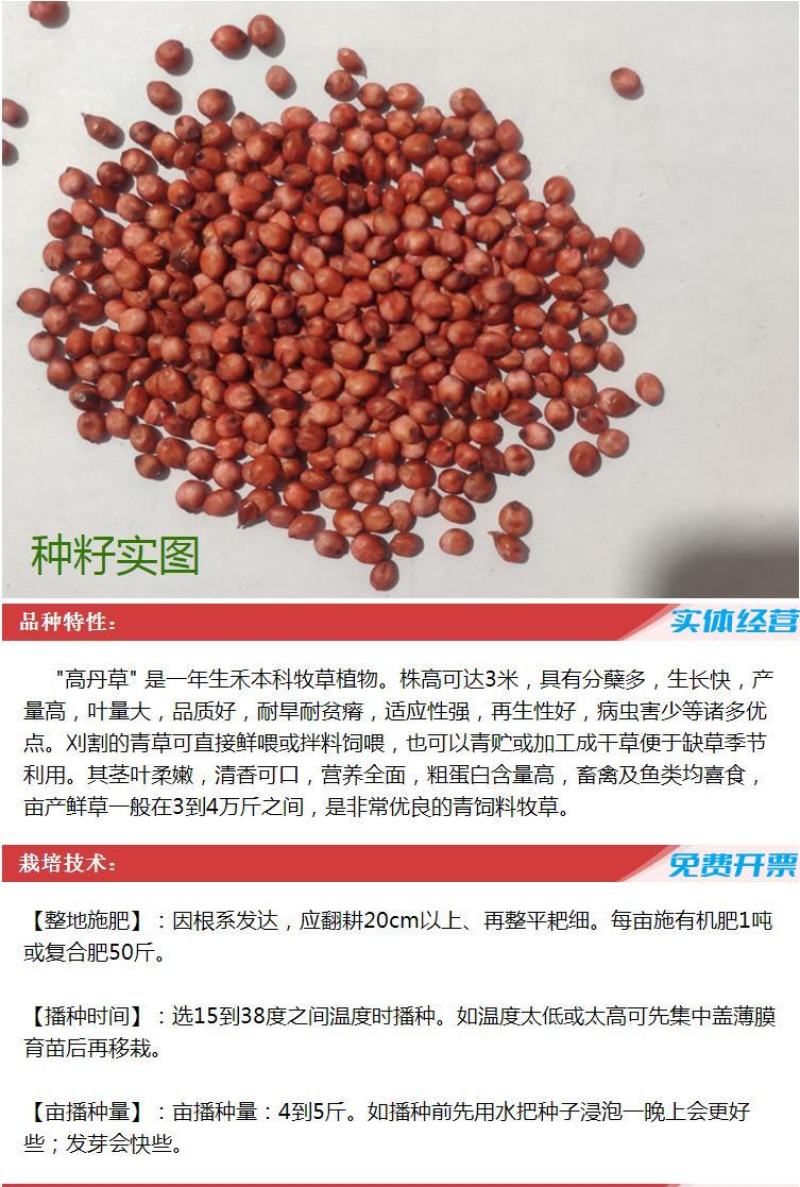 进口高丹草种子苏丹草牛羊多年生牧草种子鱼草籽四季牧草