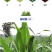 进口高丹草种子苏丹草牛羊多年生牧草种子鱼草籽四季牧草