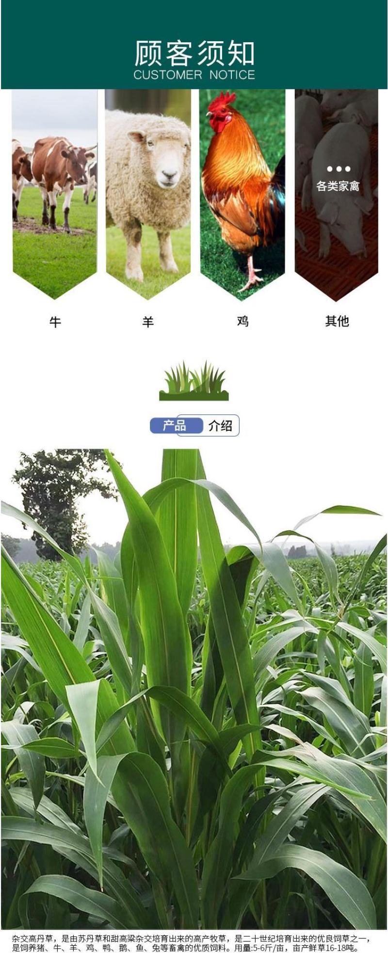 进口高丹草种子苏丹草牛羊多年生牧草种子鱼草籽四季牧草