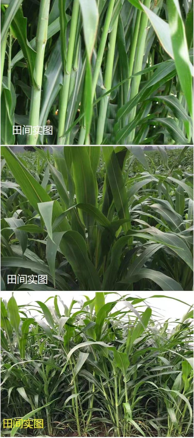 进口高丹草种子苏丹草牛羊多年生牧草种子鱼草籽四季牧草