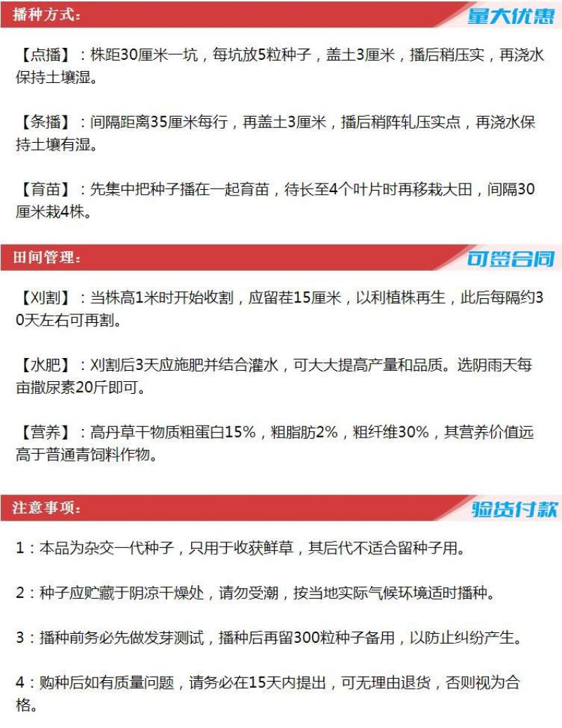 进口高丹草种子苏丹草牛羊多年生牧草种子鱼草籽四季牧草