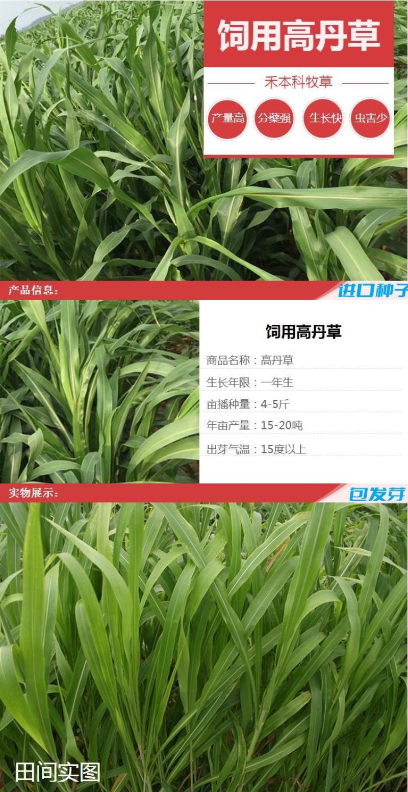 进口高丹草种子苏丹草牛羊多年生牧草种子鱼草籽四季牧草