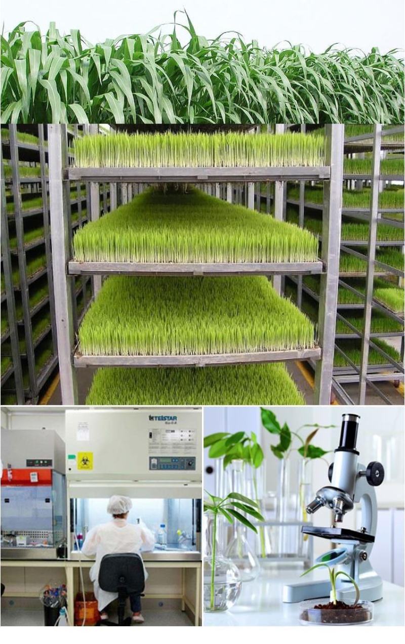 进口高丹草种子苏丹草牛羊多年生牧草种子鱼草籽四季牧草
