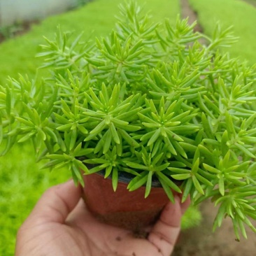 佛甲草，绿叶佛甲草，金叶佛甲草，又名黄金条，苗圃直供