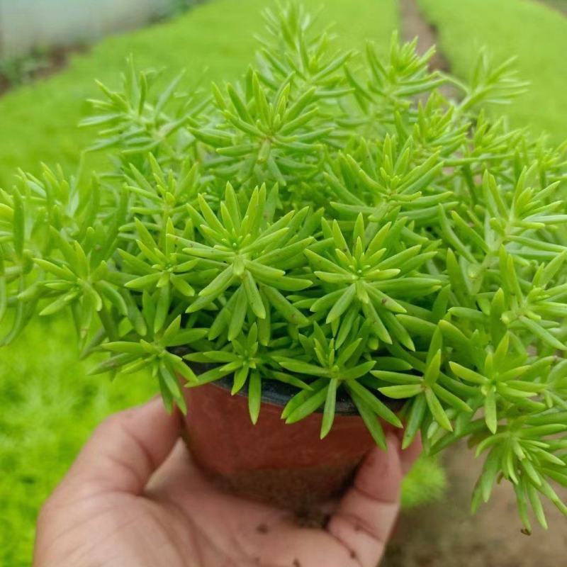 佛甲草，绿叶佛甲草，金叶佛甲草，又名黄金条，苗圃直供