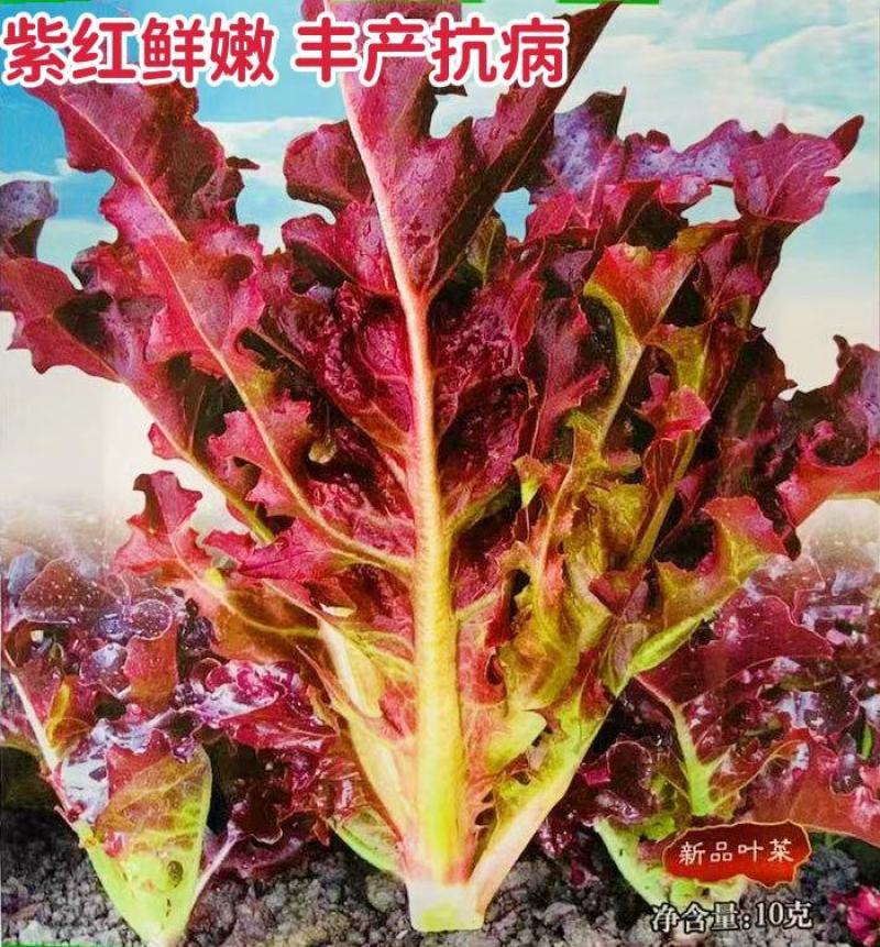 龙盛红花仙子绿话仙子特色菜种子口感好速生高产耐热四季菜籽