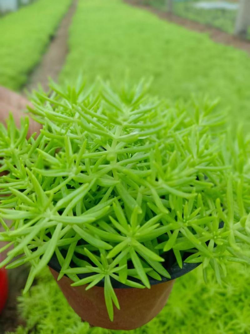 佛甲草，绿叶佛甲草，金叶佛甲草，又名黄金条，苗圃直供