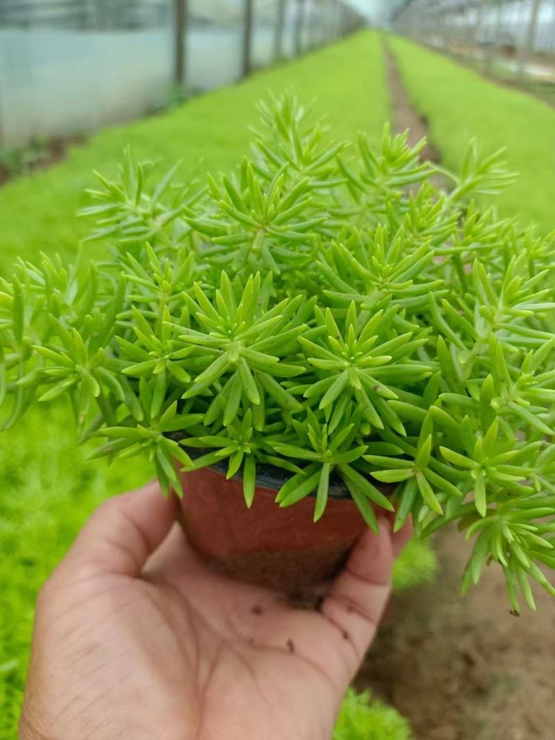 佛甲草，绿叶佛甲草，金叶佛甲草，又名黄金条，苗圃直供