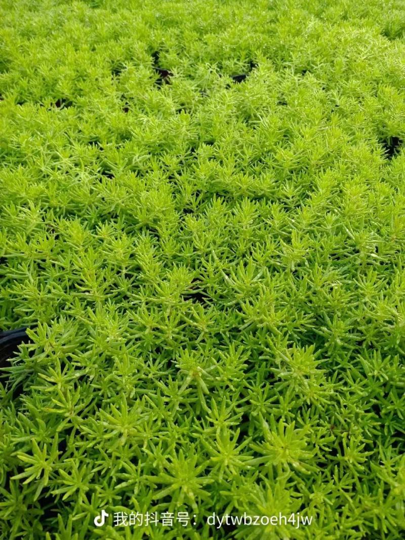 佛甲草，绿叶佛甲草，金叶佛甲草，又名黄金条，苗圃直供
