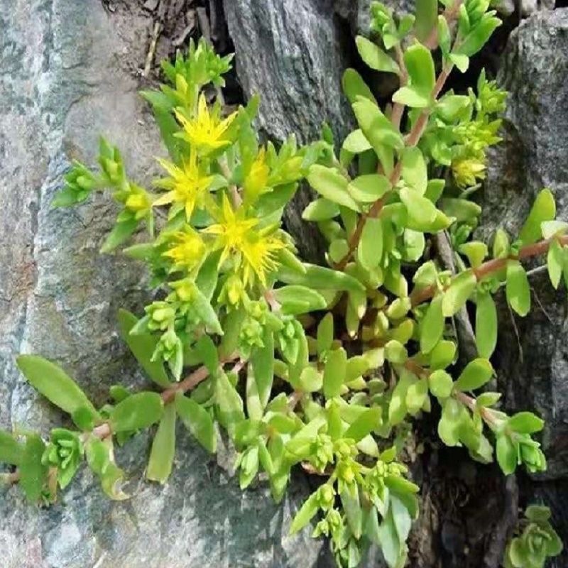 佛甲草苗屋顶绿化草坪苗佛甲草房顶隔热阳台庭院楼顶工程