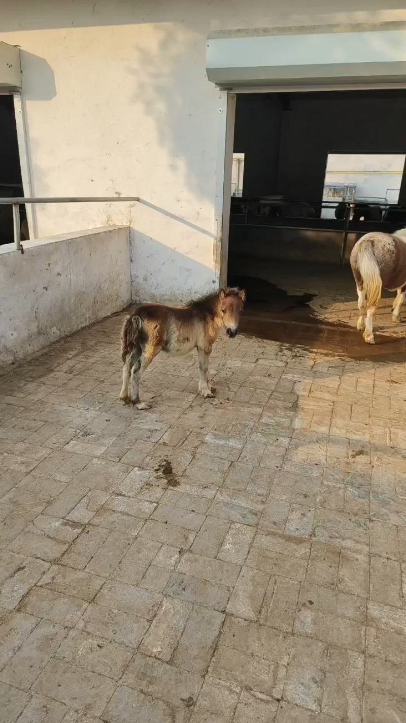 进口设特兰矮马儿童乘骑马景区观赏侏儒矮马家庭饲养贵族矮马