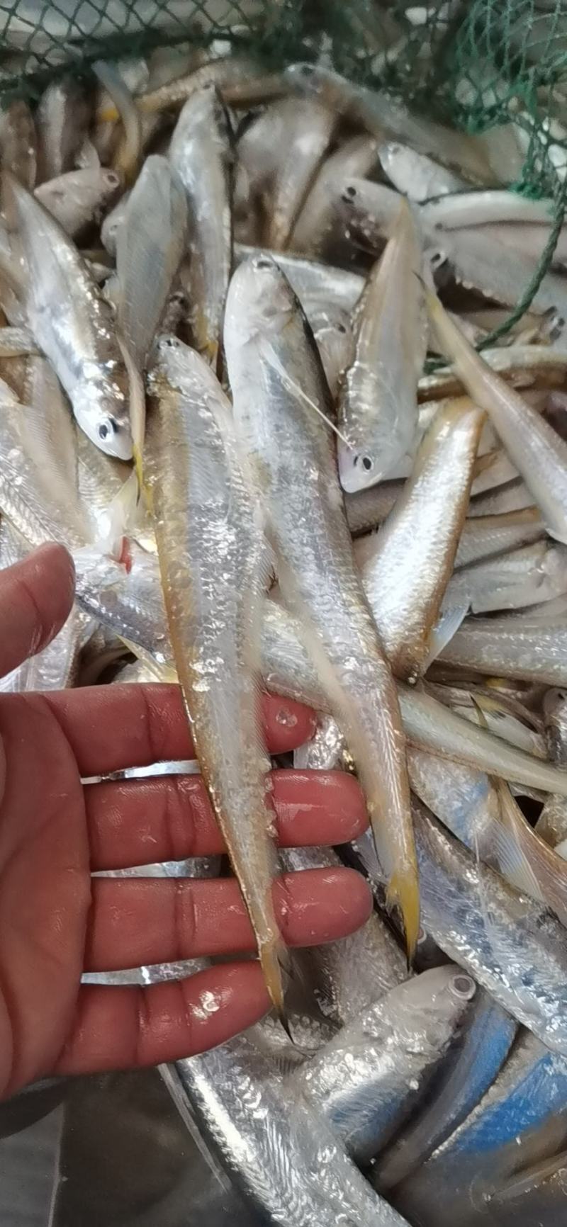 凤尾鱼，河刀