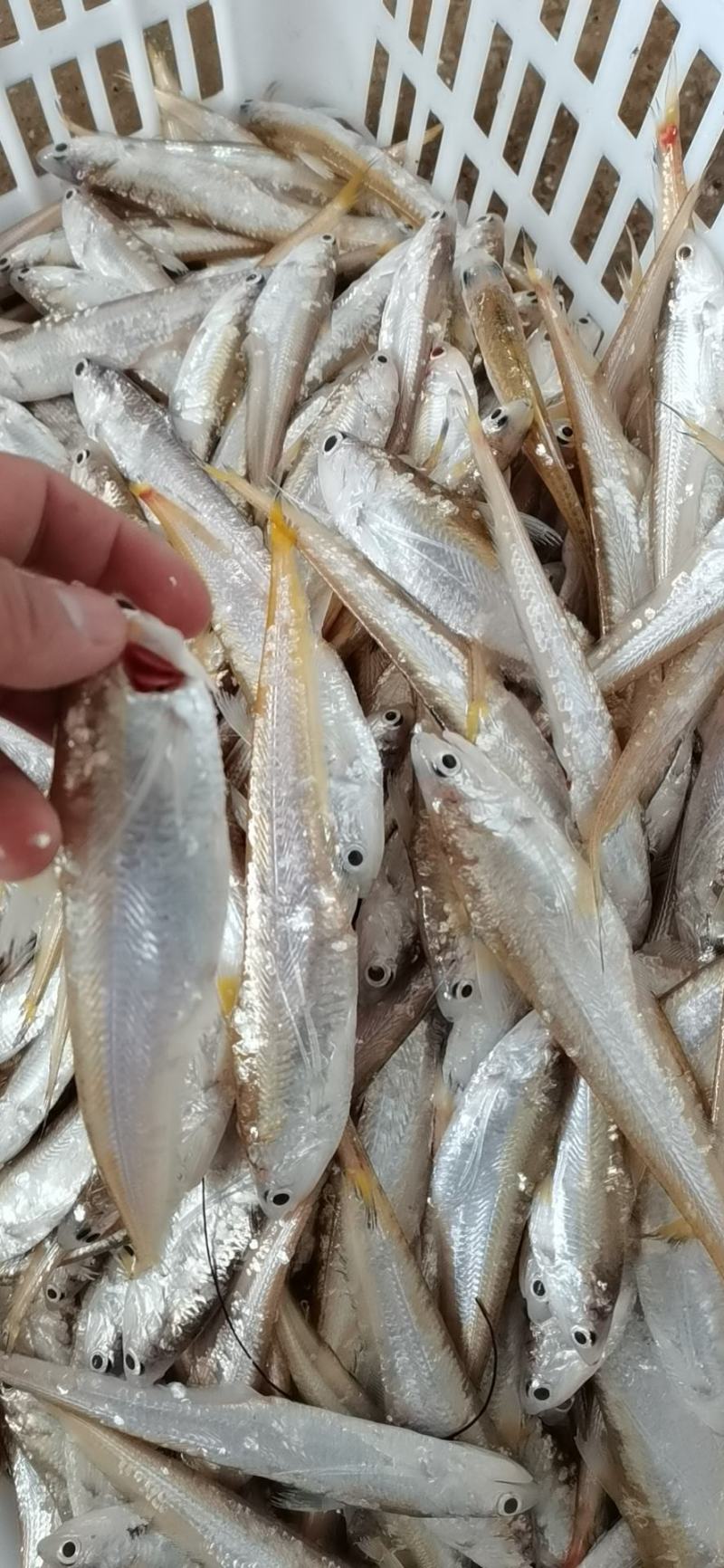 凤尾鱼，河刀