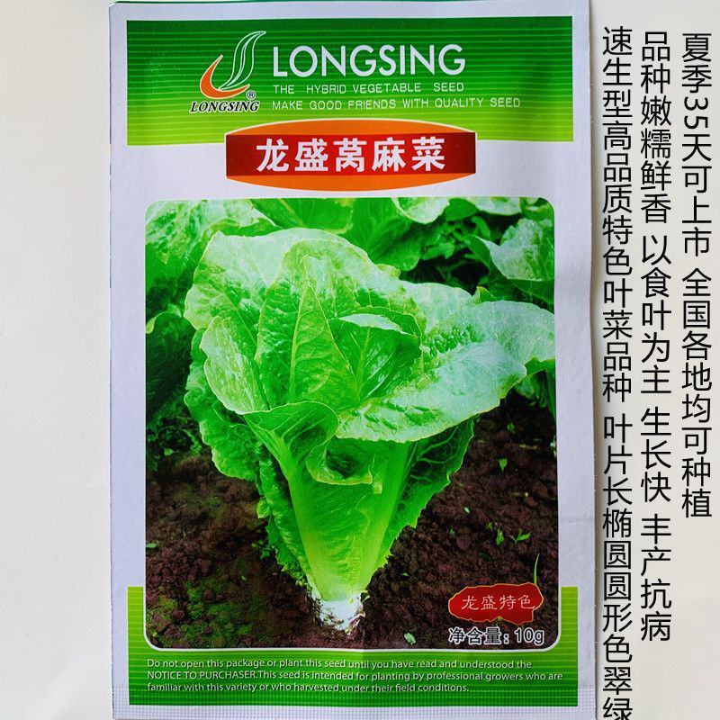 龙盛莴麻菜种子窝鸡菜种籽叶用莴苣曲麻菜种生菜阳台四季蔬菜