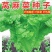 龙盛莴麻菜种子窝鸡菜种籽叶用莴苣曲麻菜种生菜阳台四季蔬菜