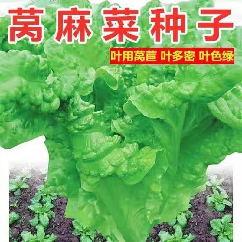 龙盛莴麻菜种子窝鸡菜种籽叶用莴苣曲麻菜种生菜阳台四季蔬菜